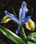 Iris - Vilkdalgis - Juno graeberiana “Yellow Fall”